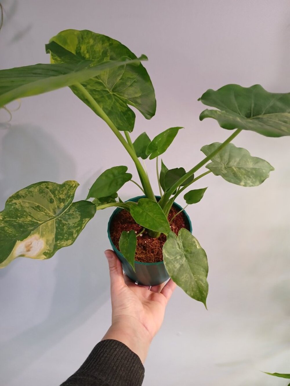Alocasia Gangeana Aurea - Picture 6 of 8